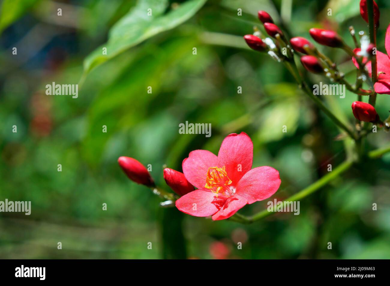 Würzige Jatropha-Blüten (Jatropha integerrima) im Garten Stockfoto