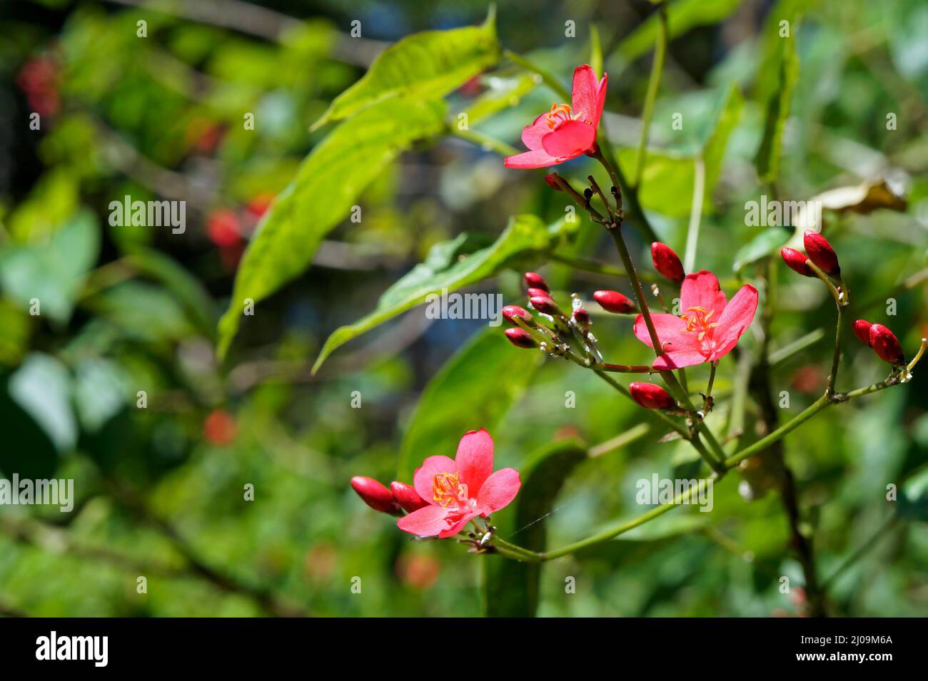 Würzige Jatropha-Blüten (Jatropha integerrima) im Garten Stockfoto
