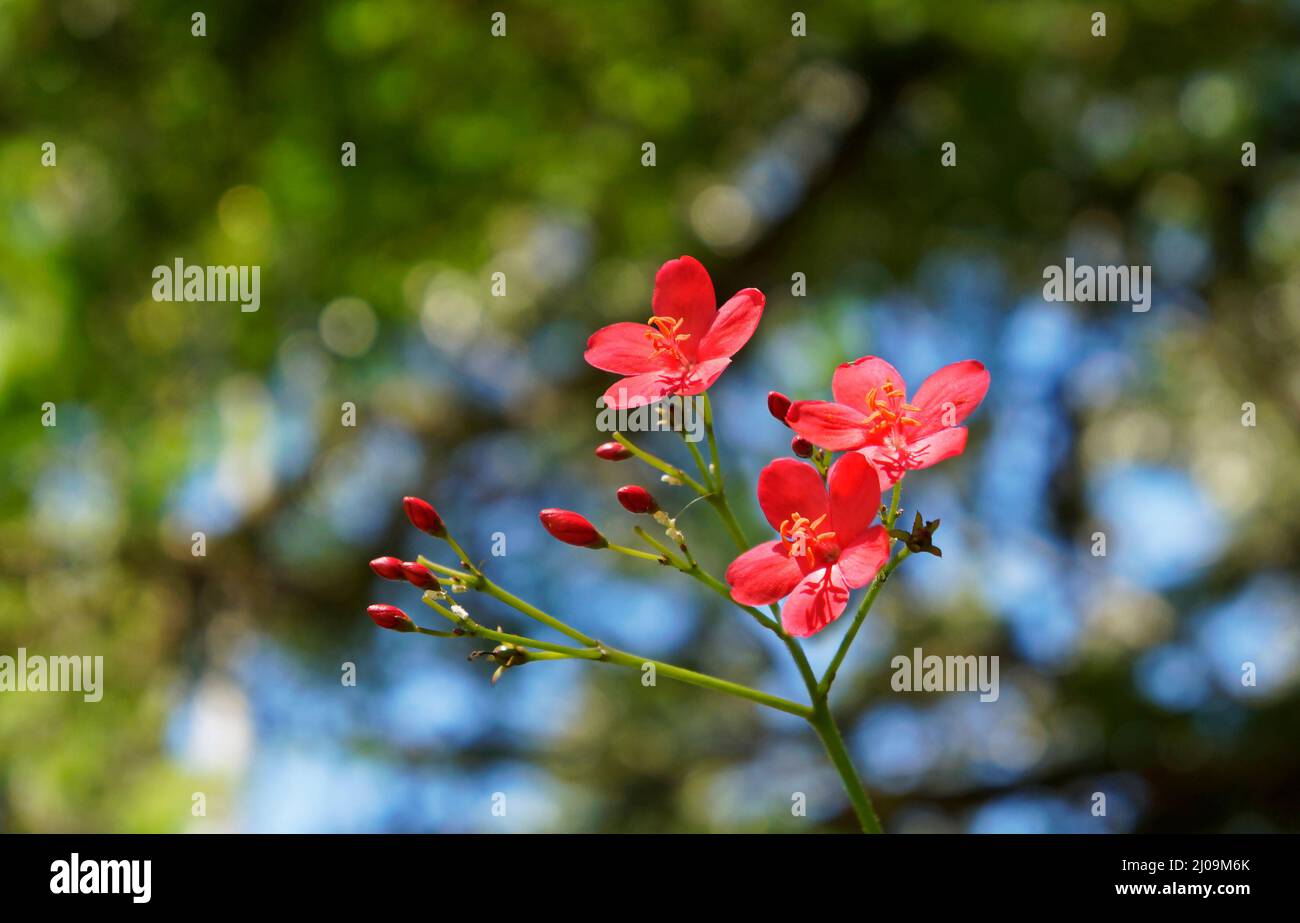 Würzige Jatropha-Blüten (Jatropha integerrima) im Garten Stockfoto