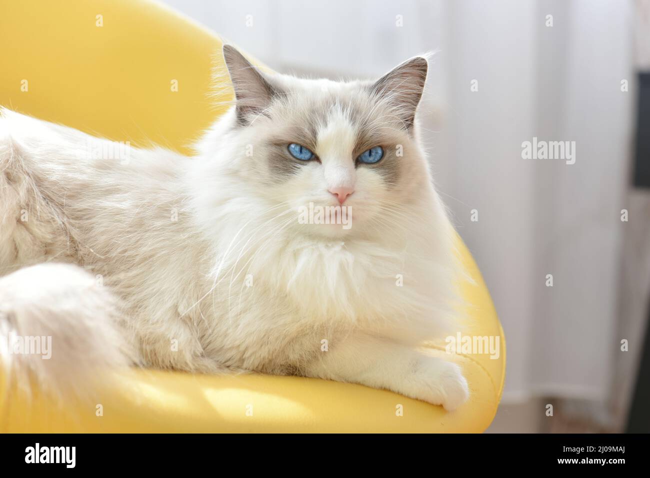 Mürrische weiße Katze mit blauen Augen auf einem gelben Stuhl. Reinrassige blaue zweifarbige Ragdoll, junge Hündin. Stockfoto