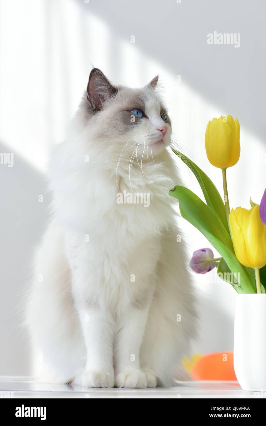 Große, langhaarige weiße Katze (Ragdoll blau bicolor) mit blauen Augen sitzt in einem sonnigen Raum auf dem Tisch neben der Vase mit gelben Tulpen. Stockfoto