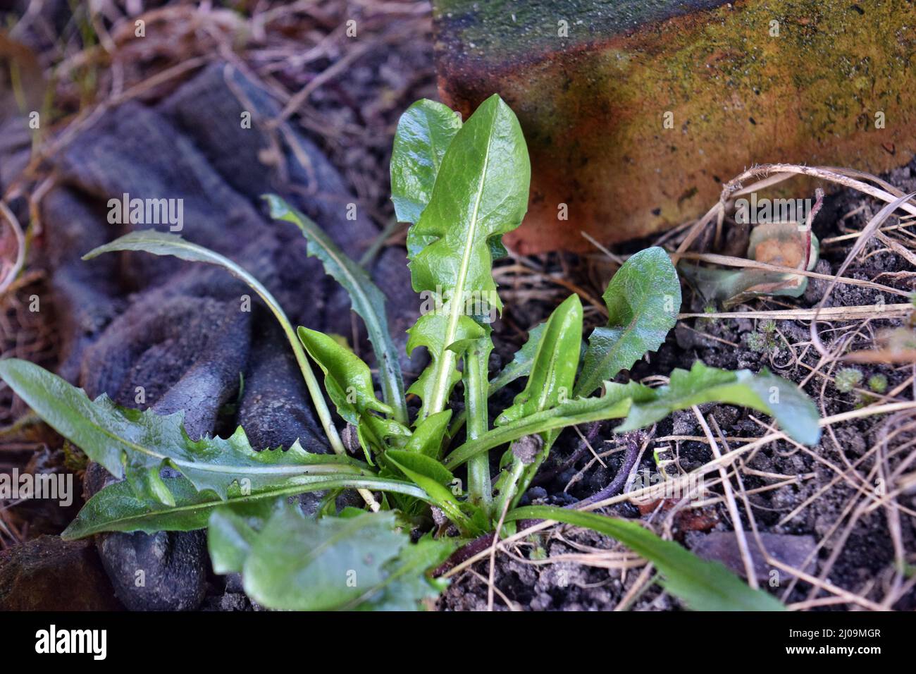 Grüne Blätter von Dandelion oder gesunde natürliche Salatwachstum im Hof Stockfoto