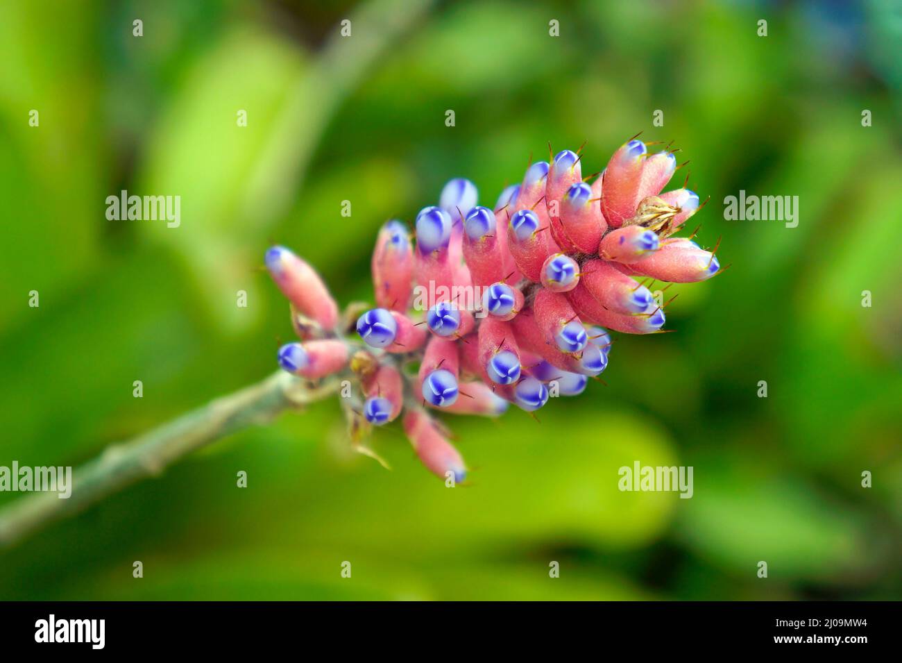 Rosa Bromelien-Blütenstand, Rio Stockfoto
