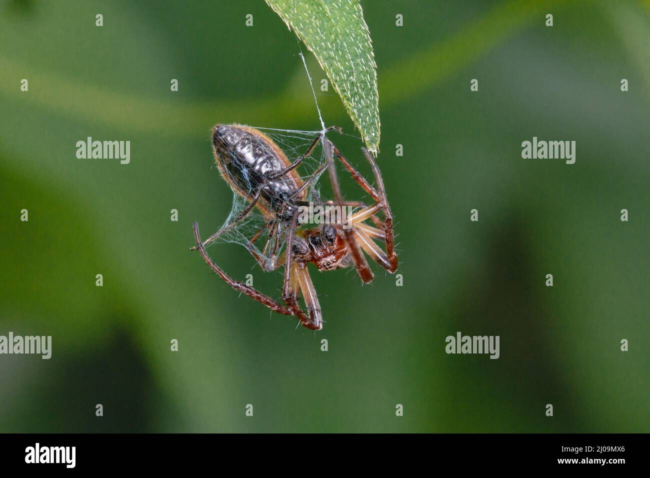 Die männliche Gartenspinne (Araneus diadematus) wurde in Lakenheath Fen in Suffolk aufgenommen und jagte auf dem Blatt, als ein Käfer am Ende des Blattes landete. T Stockfoto