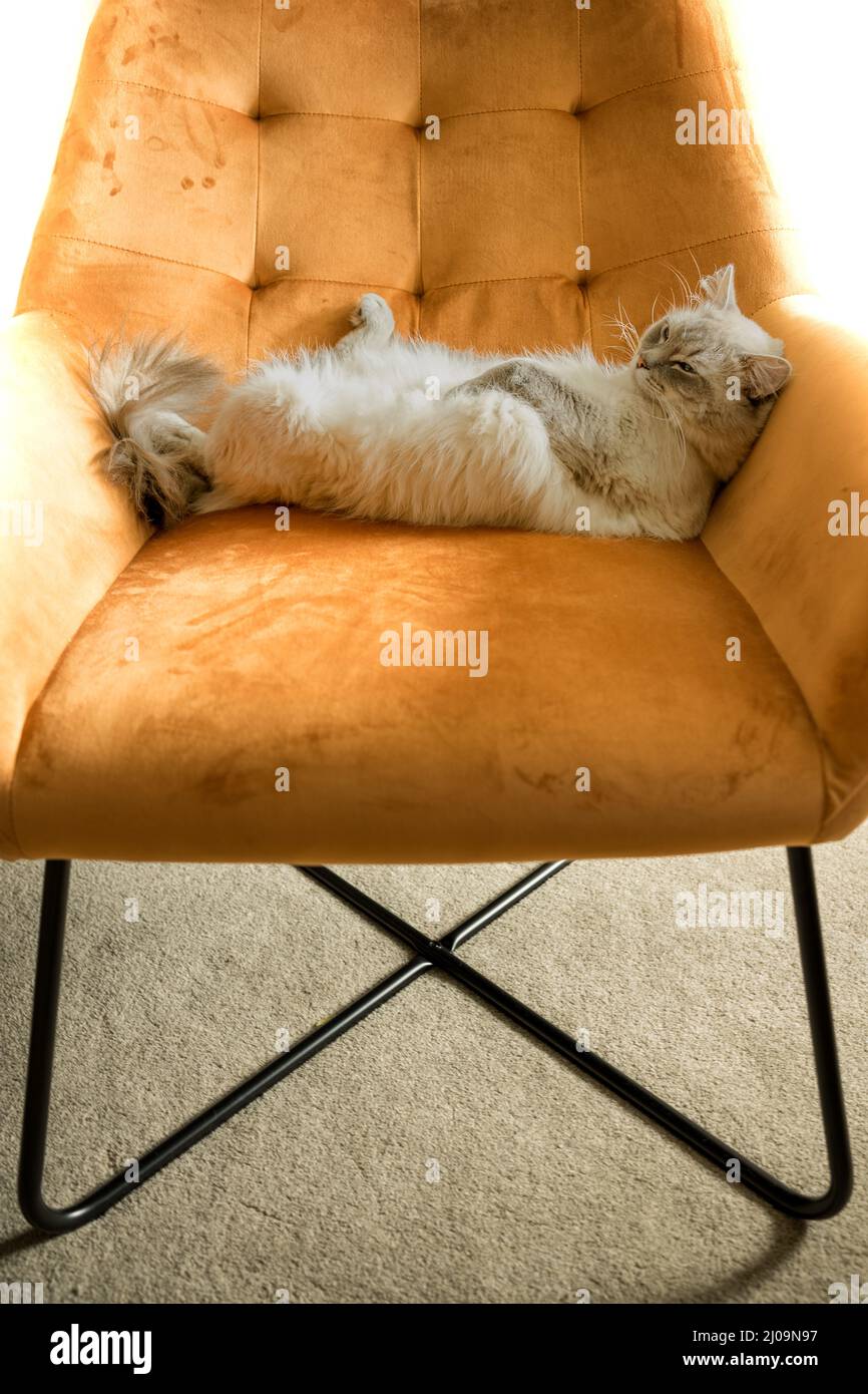Ragdoll Katze liegt auf dem Sessel Stockfoto