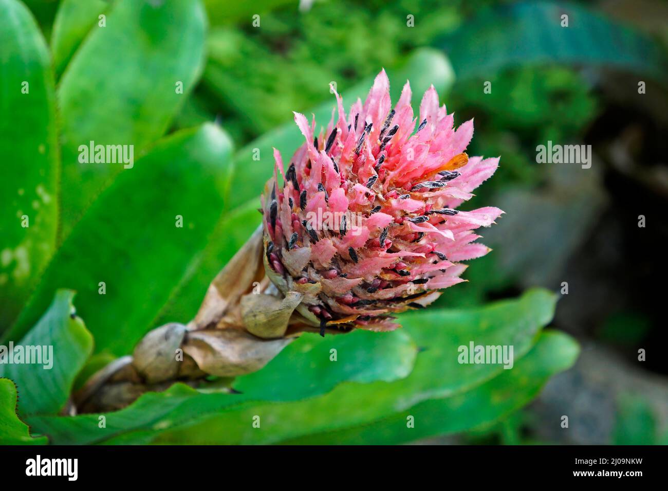 Rosa Bromelien-Blütenstand, Rio Stockfoto