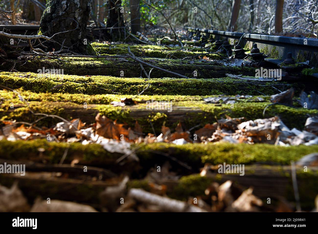 Ein ruhiger Ort, an dem die Natur das zurückgenommen hat, was sie ist Stockfoto