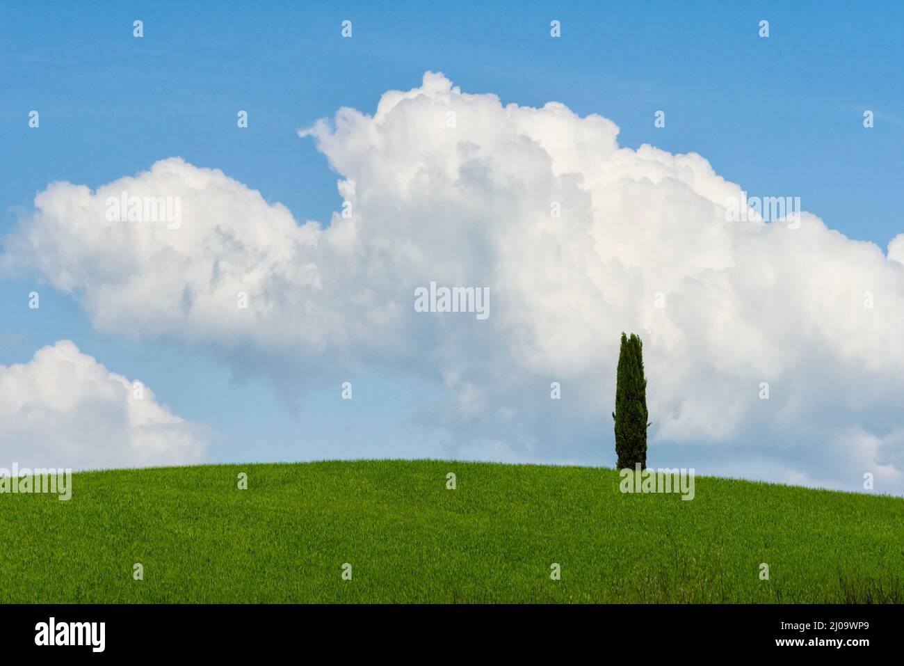 Zypressen auf der Wiese, Provinz Siena, Toskana, Italien Stockfoto
