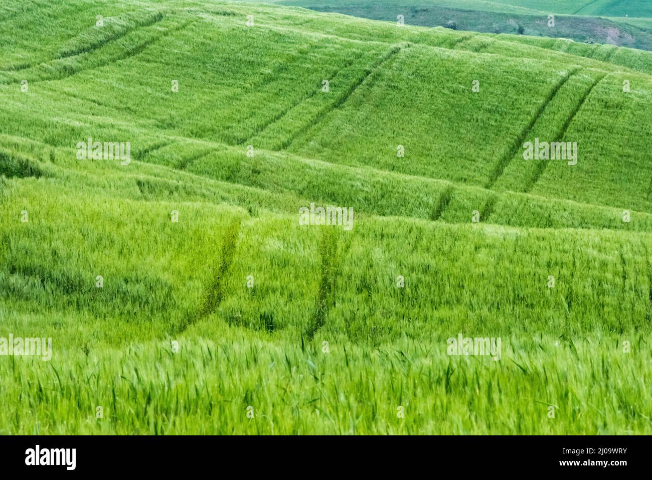 Wiesenlandschaft, Val d'Orcia, Provinz Siena, Region Toskana, Italien Stockfoto