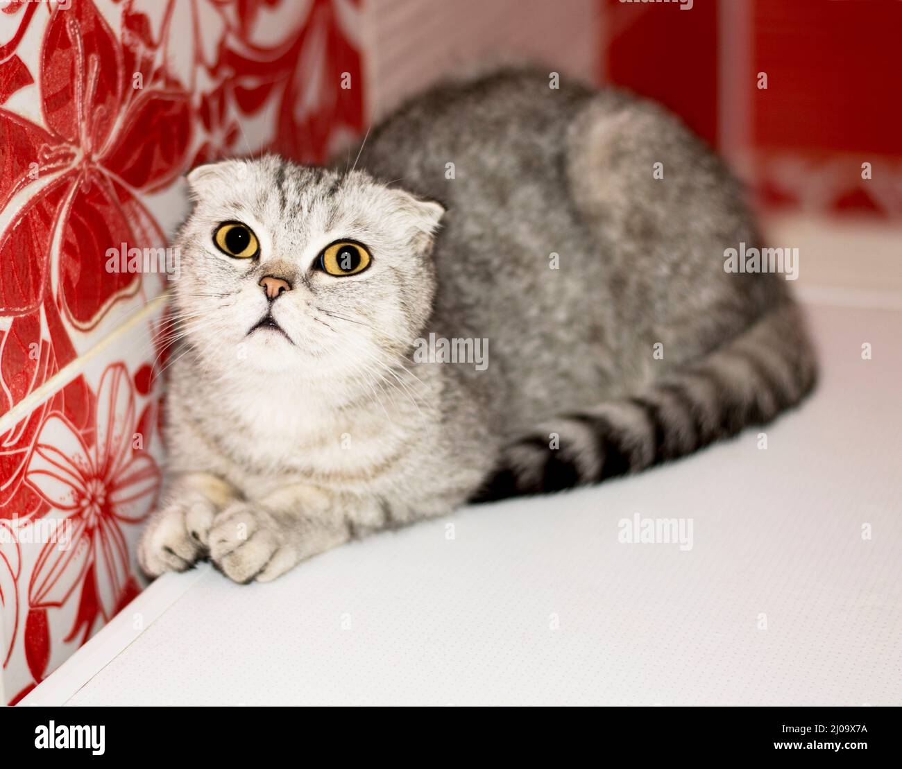 Schottische Falte tabby graue Katze, schöne reinrassige Hauskatzen, Katze im Haus, Katze im Badezimmer Stockfoto