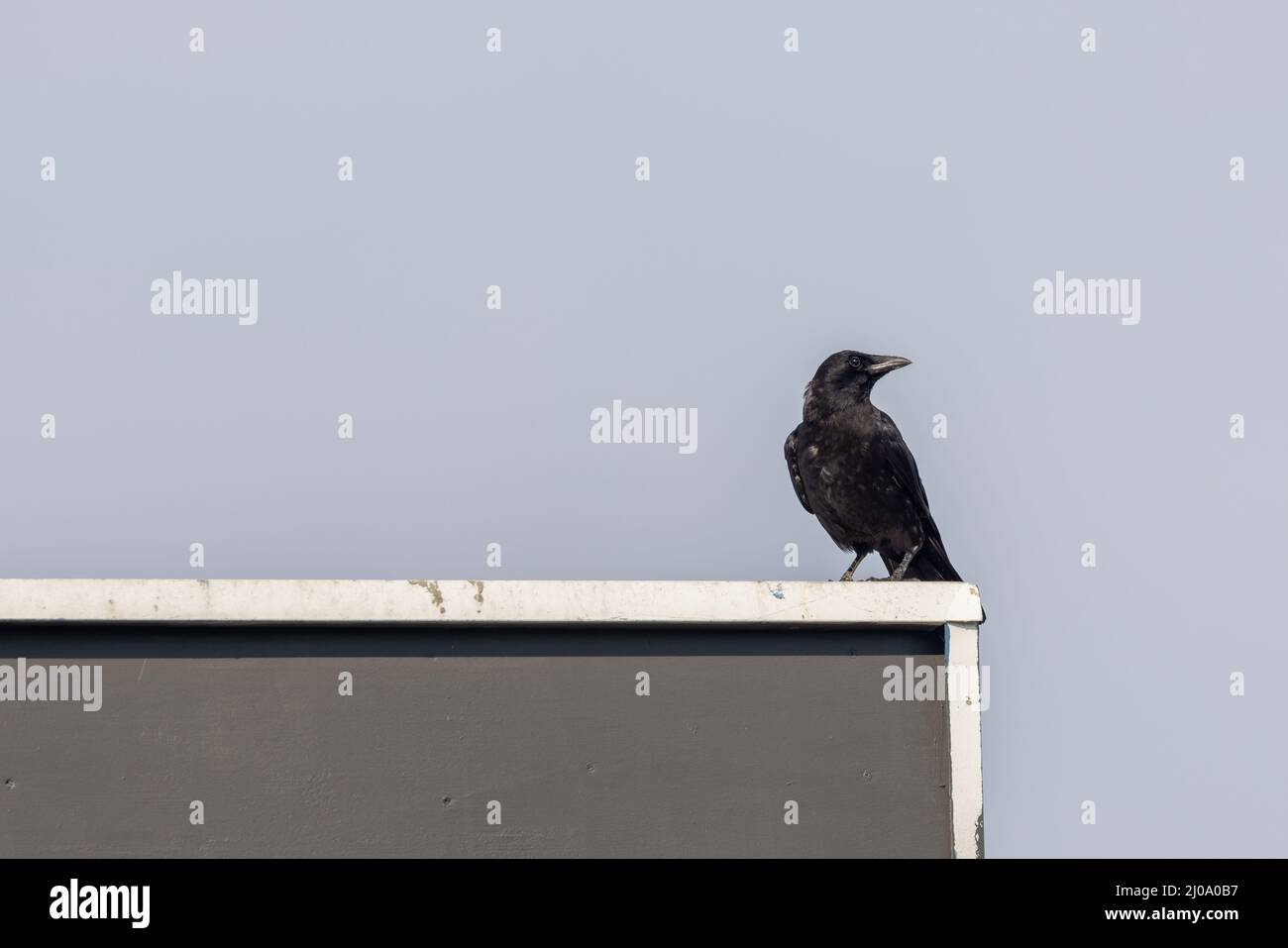 Krähe thront auf dem Dach und schaut sich gegen den Himmel an Stockfoto