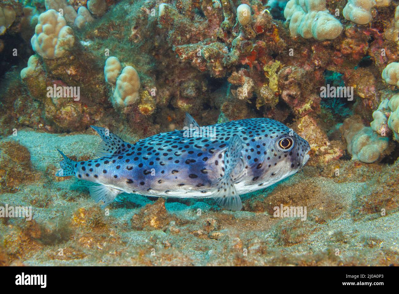 Der gefleckte Burrfish, Chilomycterus reticulatus, ist in Hawaii selten zu sehen. Stockfoto