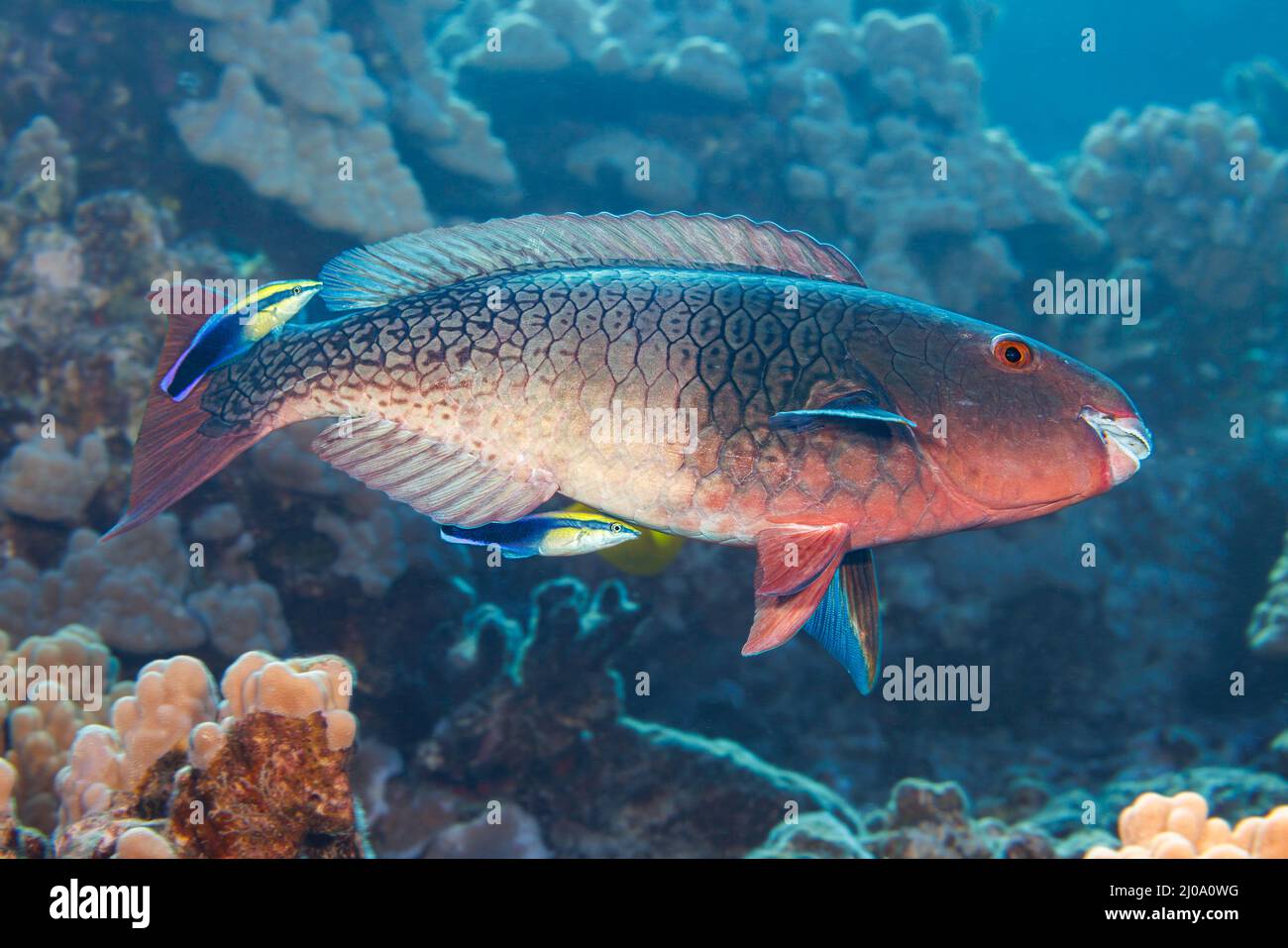 Die Anfangsphase eines Rotlippenpapageienfisches, Scarus rubroviolaceus. Diese Person hat ihre Flossen in der Hoffnung, dass diese beiden endemischen hawaiianischen Reiniger w Stockfoto