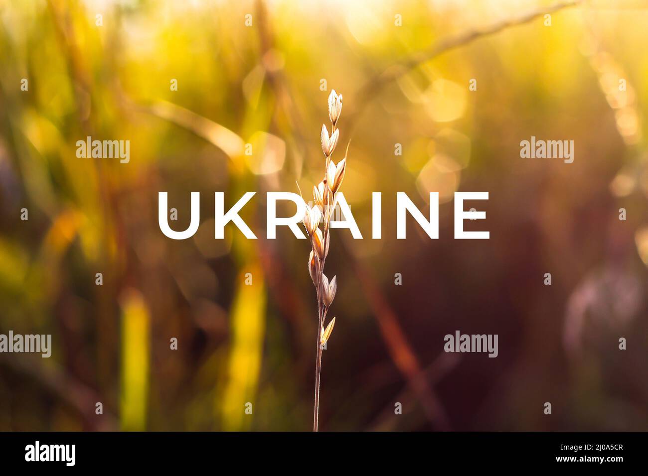Symbol der Ukraine. Gelb, trocken, winzig, goldenes Feld mit Bokeh und Hintergrundbeleuchtung auf dem Hintergrund. Spike in den Strahlen der untergehenden Sonne. Ein Nahaufstellzweig von Stockfoto