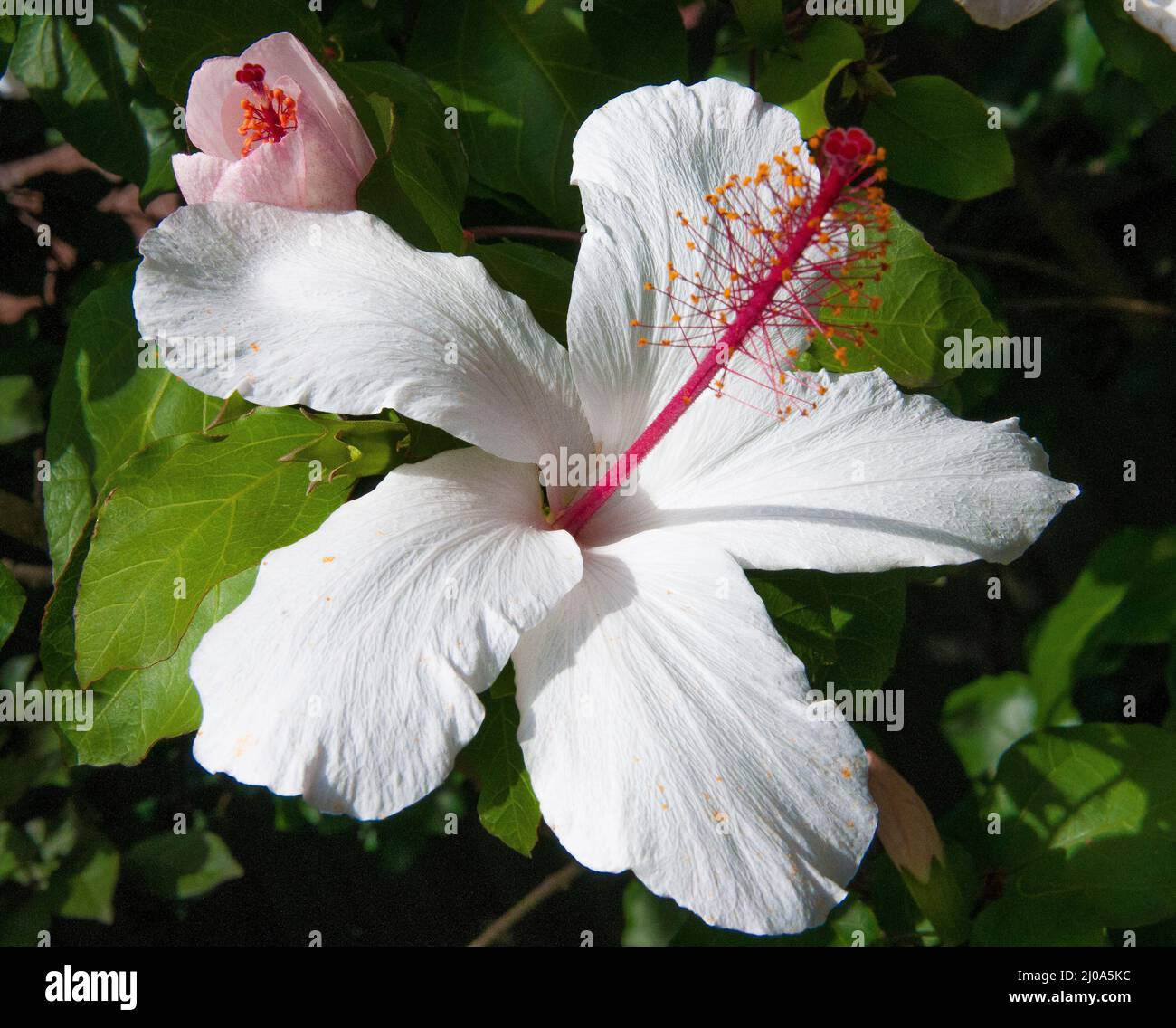 Weißer Hibiskus (Hibiscus rosa-sinensis) in Blüte, Melbourne, Australien, Sommer 2022 Stockfoto