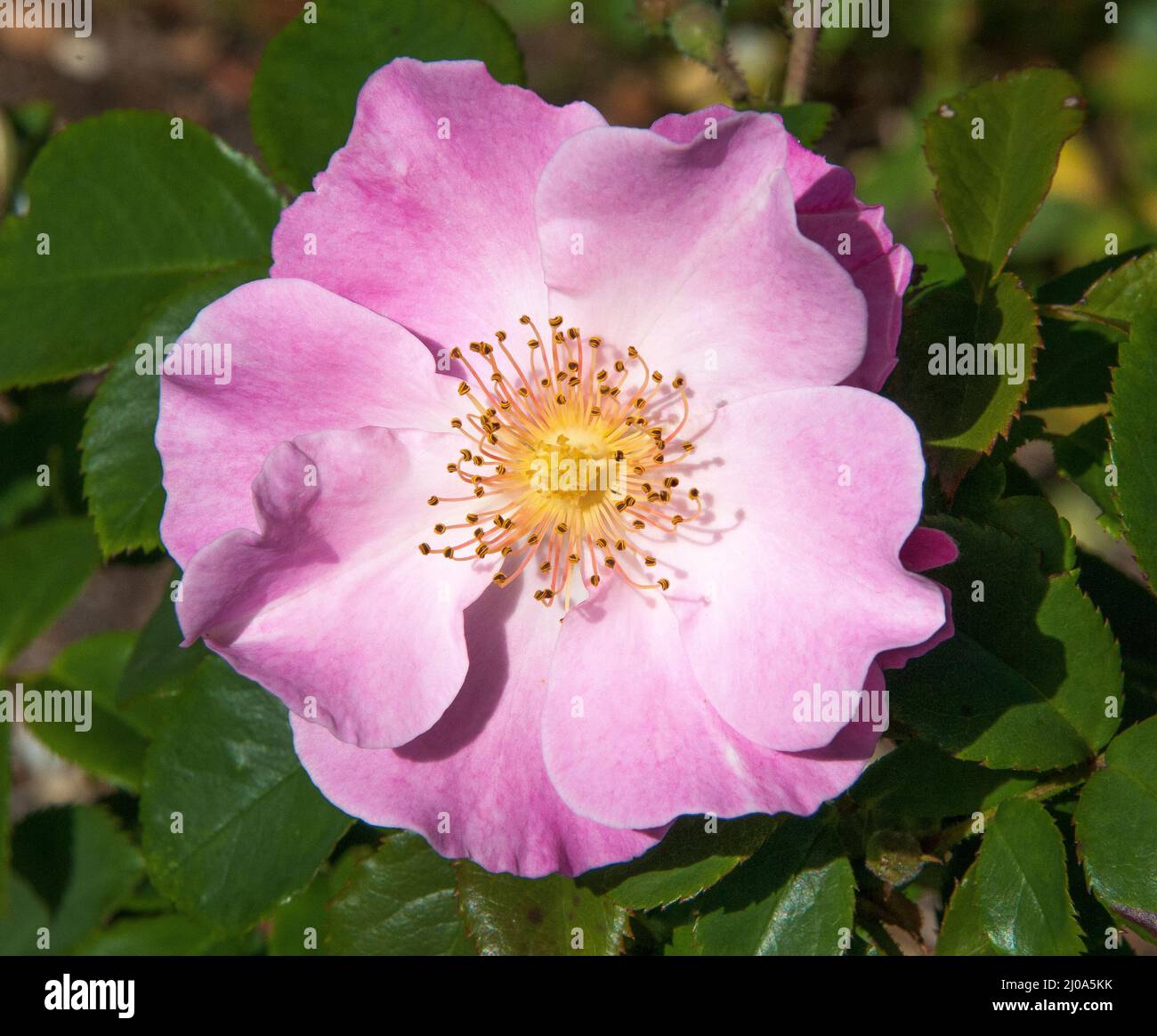 Blühende Einzelrose, Melbourne, Australien, Spätsommer 2020 Stockfoto