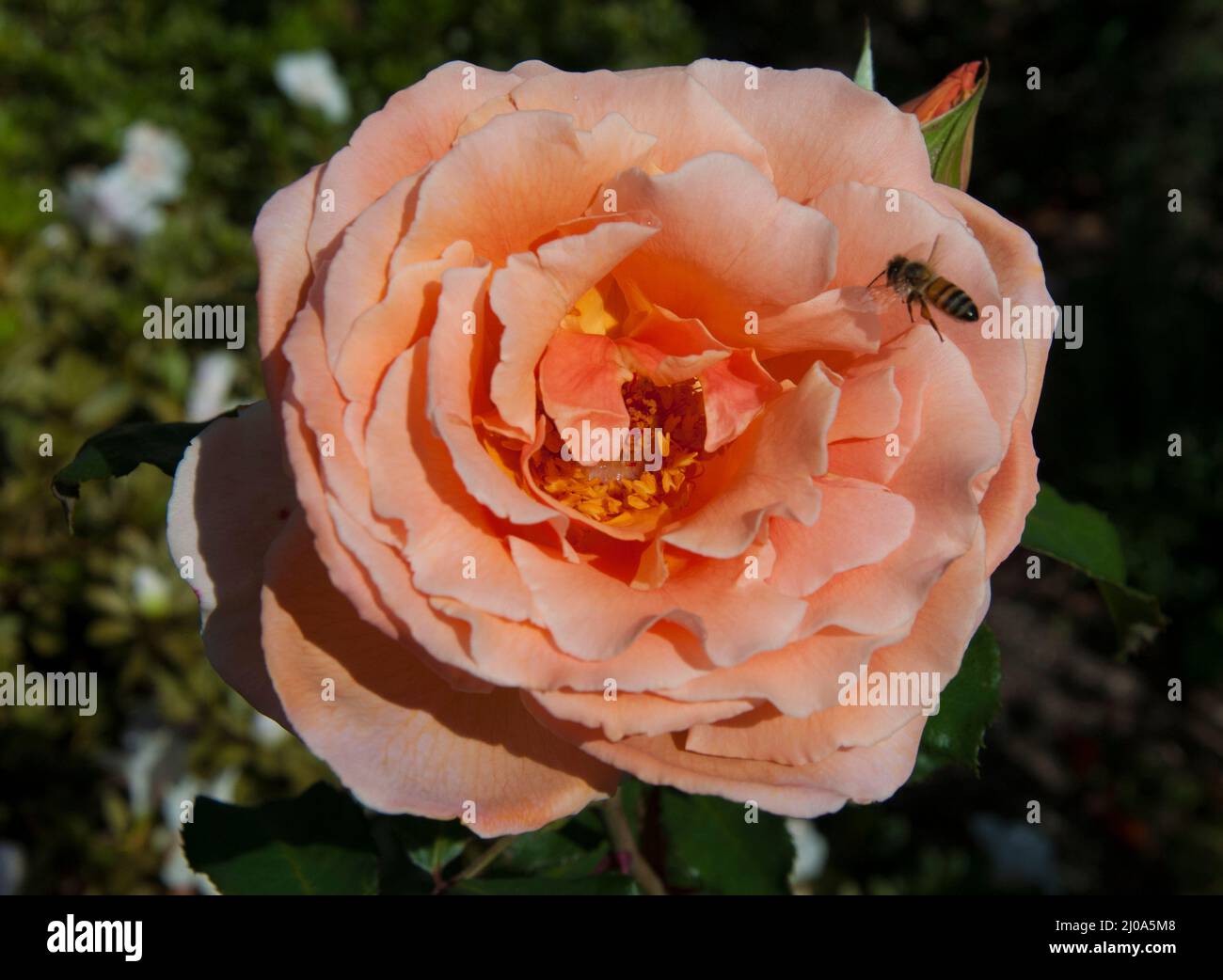 Bienen, die auf einer blühenden Hybriden-Teesrose landen, Melbourne, Australien, Spätsommer 2022 Stockfoto