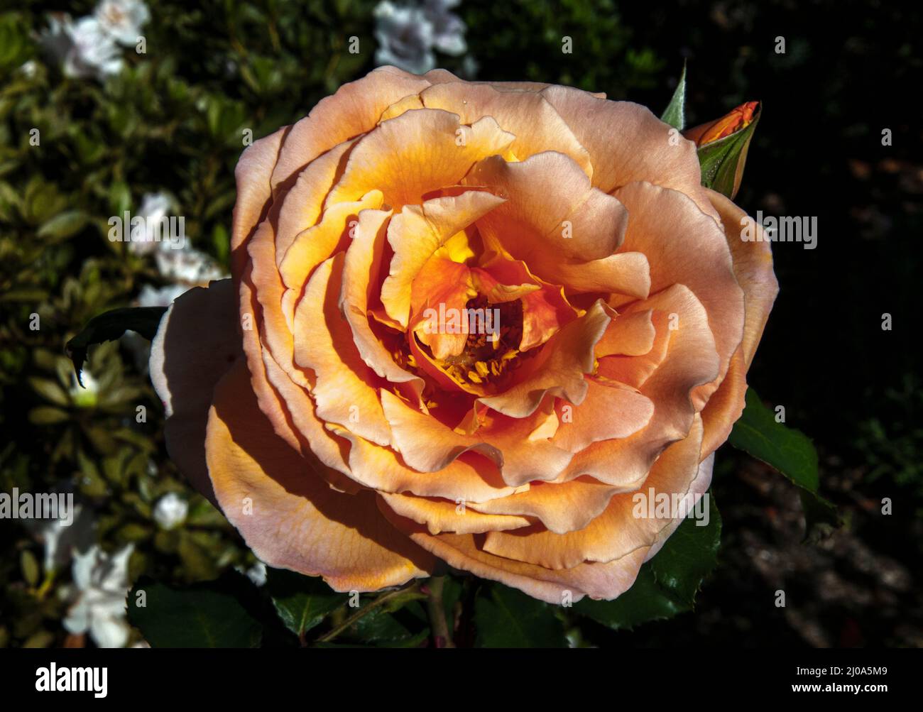 Blühende Hybride Teesrose, Melbourne, Australien, Spätsommer 2022 Stockfoto