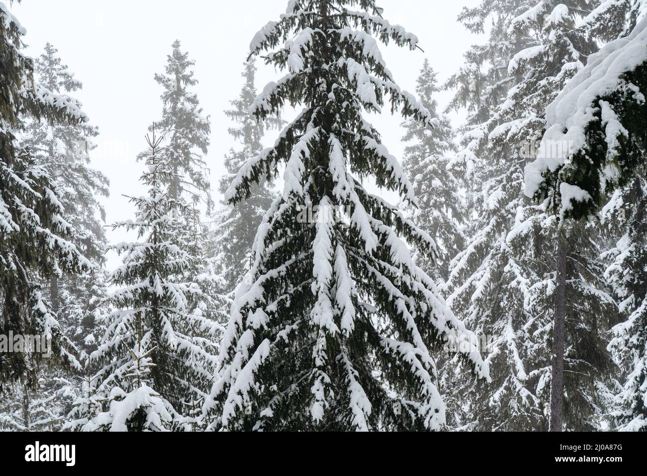 Große Fichten im Winterwald bedeckt mit viel Schnee. Hochwertige Fotos Stockfoto