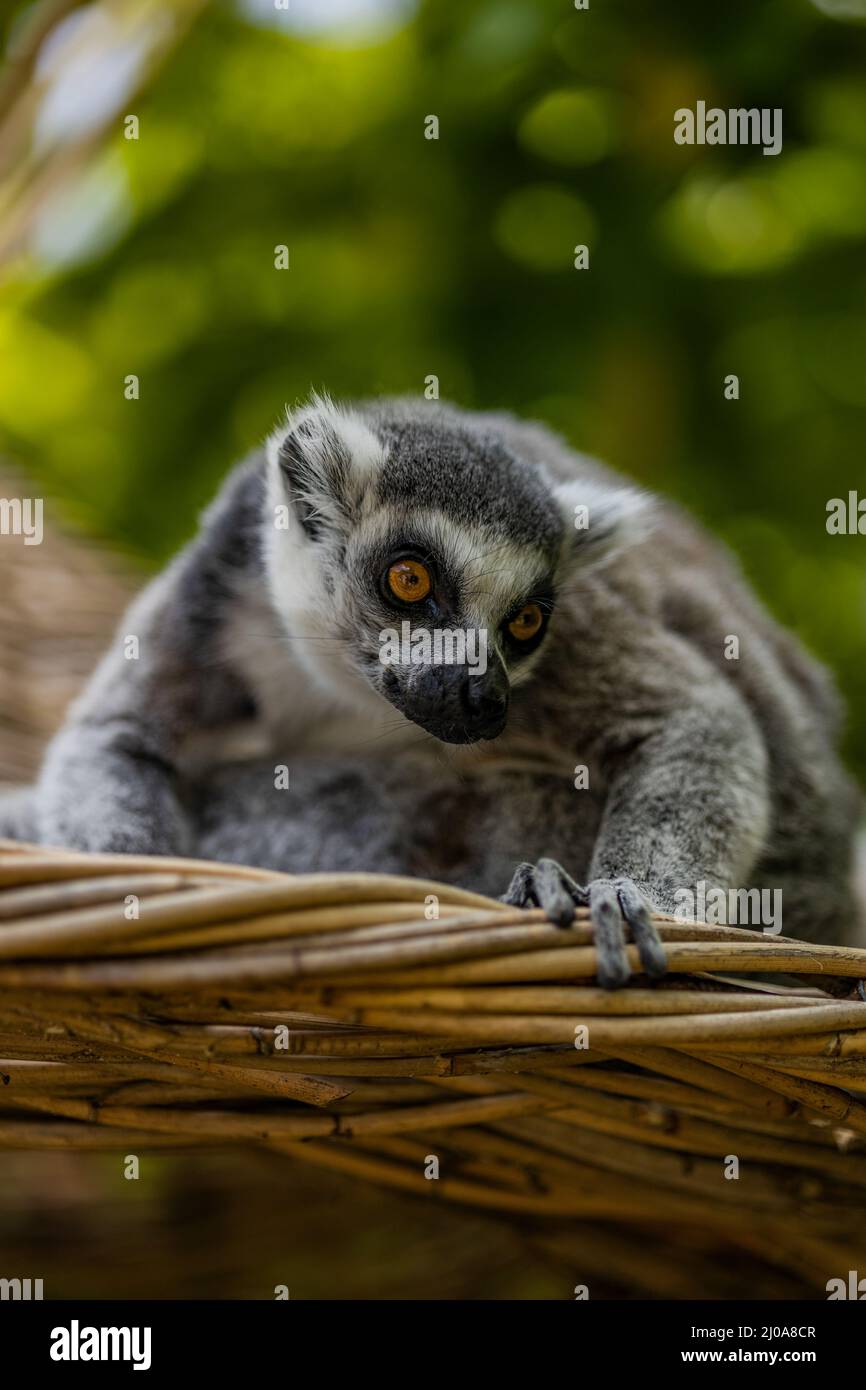 Lemur schmitzt nach unten Stockfoto
