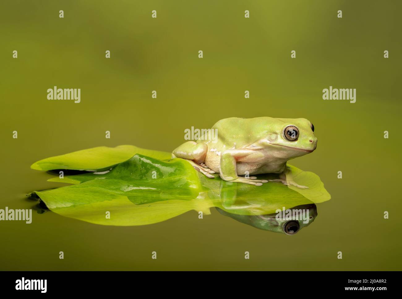 Ein Weisser Baumfrosch, (Ranoidea caerulea), auf einem Lilienkissen in einem Teich (mit Reflexion) Stockfoto