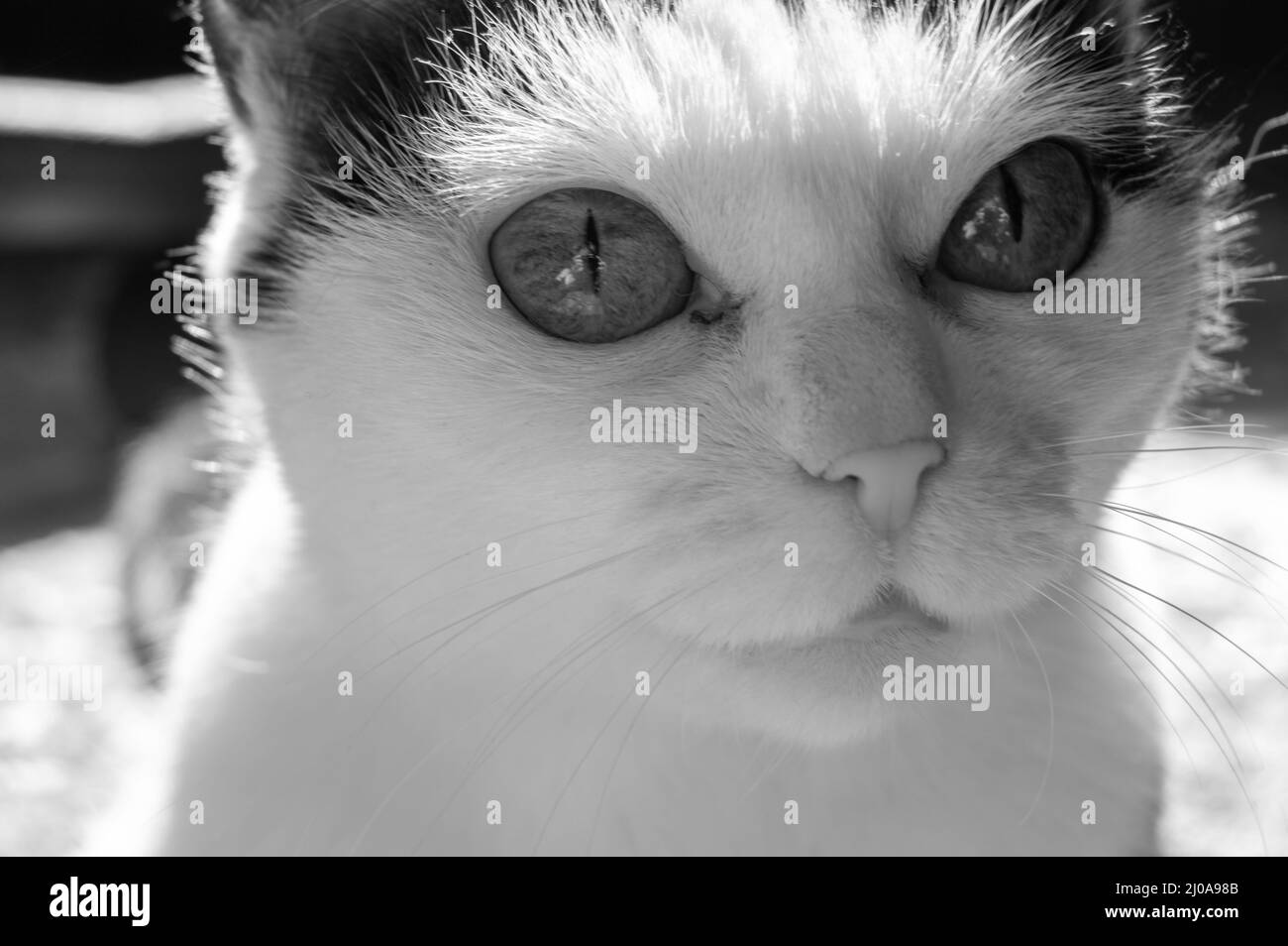 Die Schnauze einer niedlichen weißen Katze mit einem neugierigen Blick, Nahaufnahme, Schwarz-Weiß-Foto. Stockfoto