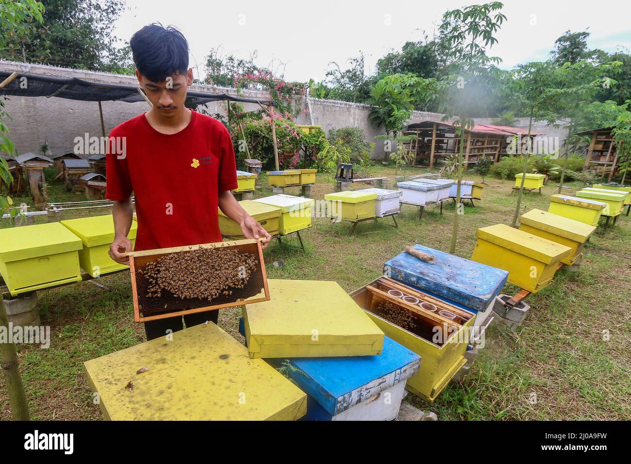 Imkerei in Bogor, Indonesien am 7. März 2022. Honig ist nicht nur eine natürliche Energiequelle, sondern wird auch als Medizin verwendet Stockfoto