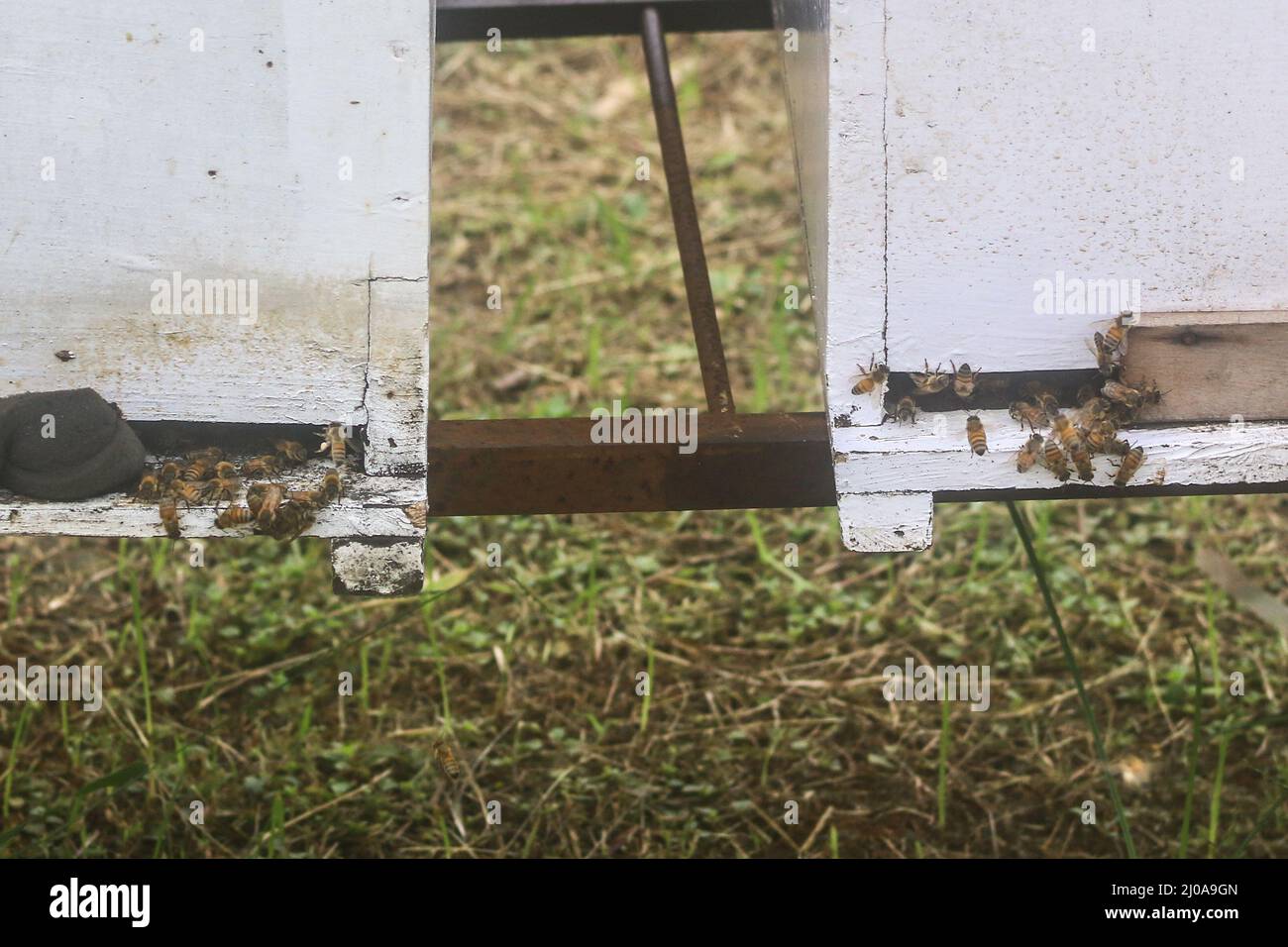 Imkerei in Bogor, Indonesien am 7. März 2022. Honig ist nicht nur eine natürliche Energiequelle, sondern wird auch als Medizin verwendet Stockfoto