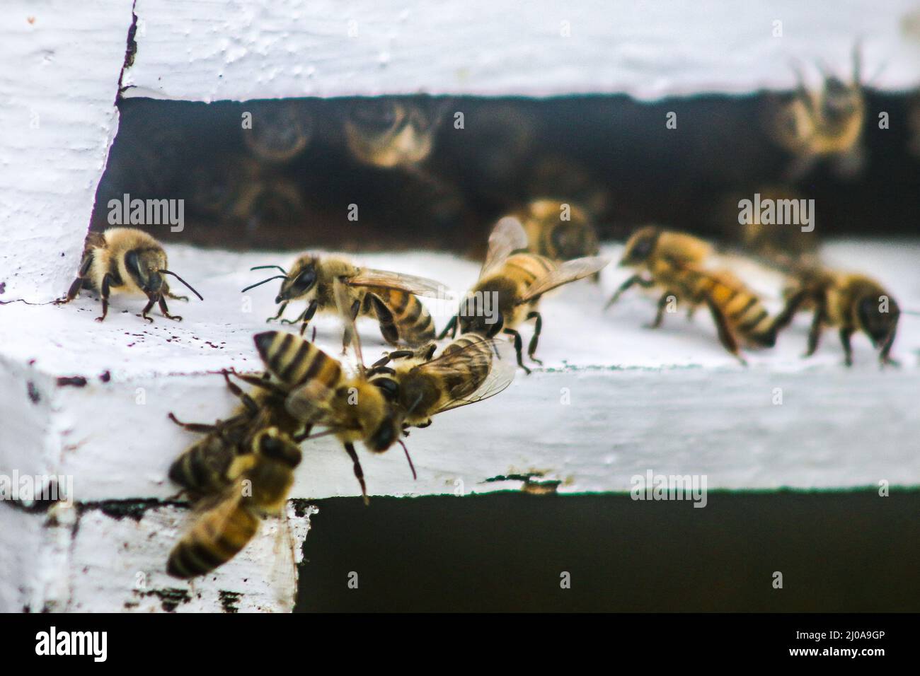 Imkerei in Bogor, Indonesien am 7. März 2022. Honig ist nicht nur eine natürliche Energiequelle, sondern wird auch als Medizin verwendet Stockfoto