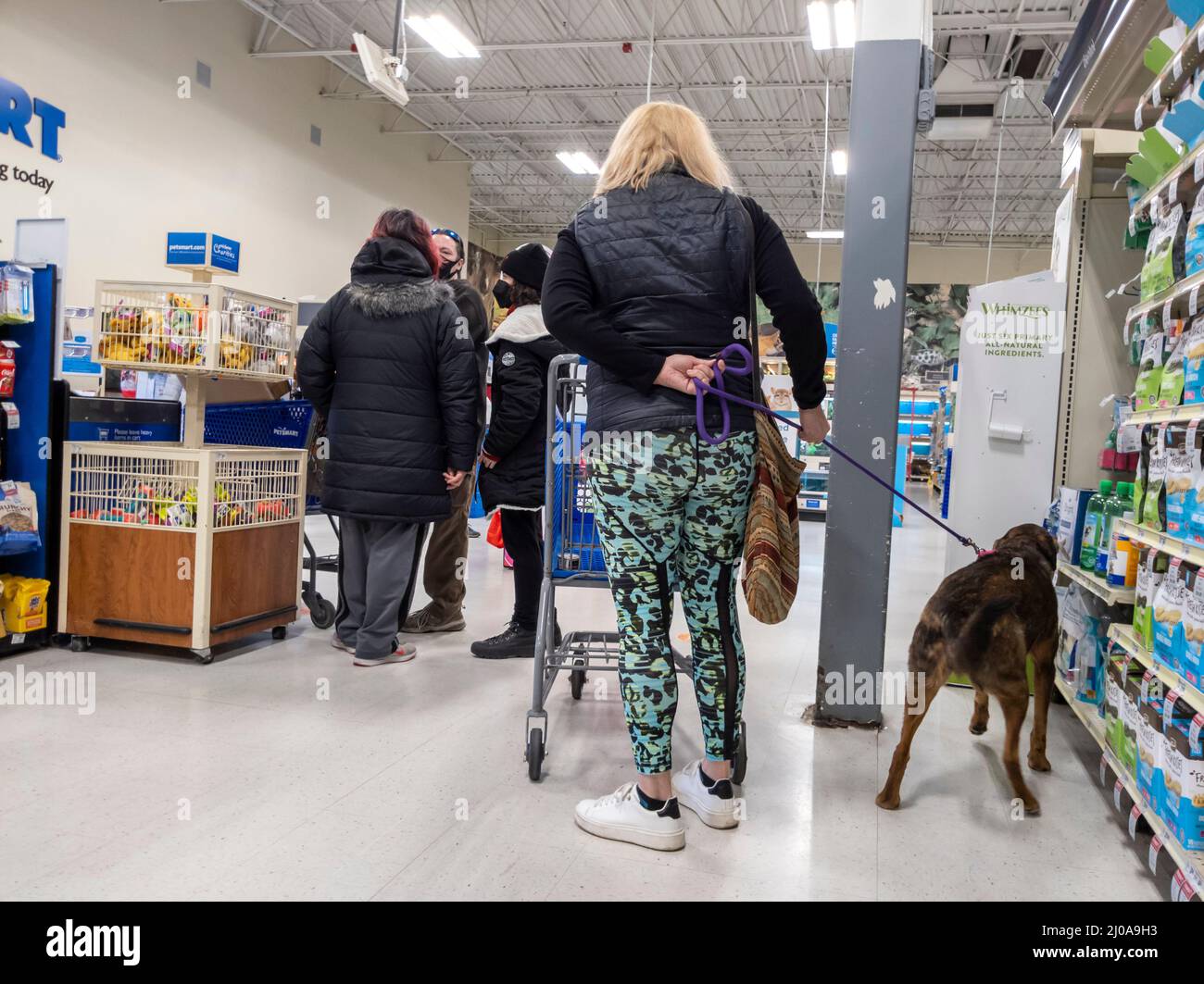 Woodinville, WA USA - ca. Februar 2022: Blick auf mehrere Personen und eine Frau mit ihrem Hund, die an der Kasse in einem Petsmart-Laden warten. Stockfoto