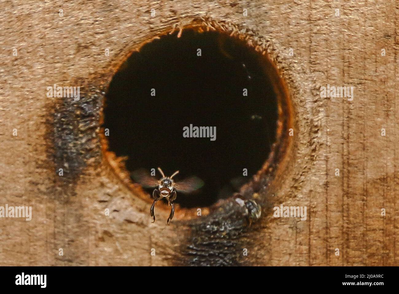 Imkerei in Bogor, Indonesien am 7. März 2022. Honig ist nicht nur eine natürliche Energiequelle, sondern wird auch als Medizin verwendet Stockfoto