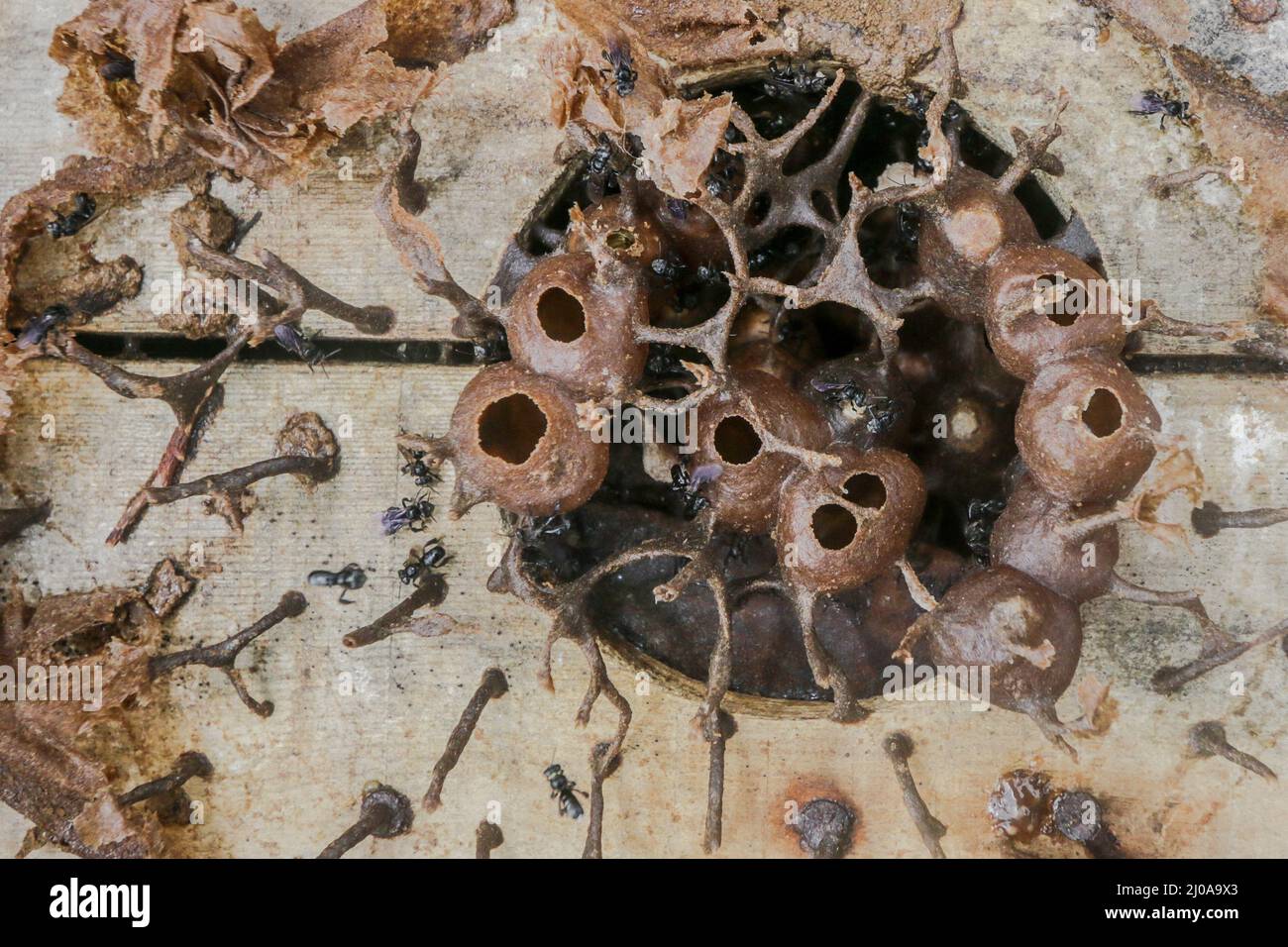 Imkerei in Bogor, Indonesien am 7. März 2022. Honig ist nicht nur eine natürliche Energiequelle, sondern wird auch als Medizin verwendet Stockfoto