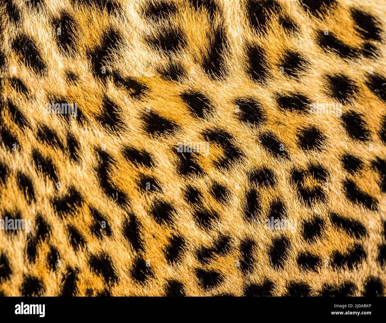 Gepard Fell Textur Hintergrund Stockfoto