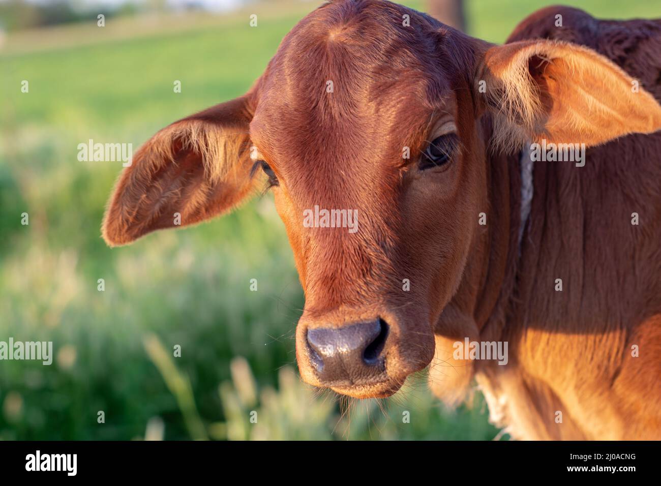 Porträt eines braunen Kalbes Stockfoto