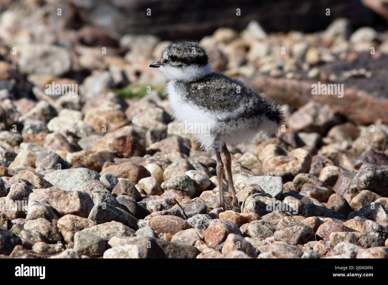 Ringelschnecke, Charadrius hiaticula Stockfoto