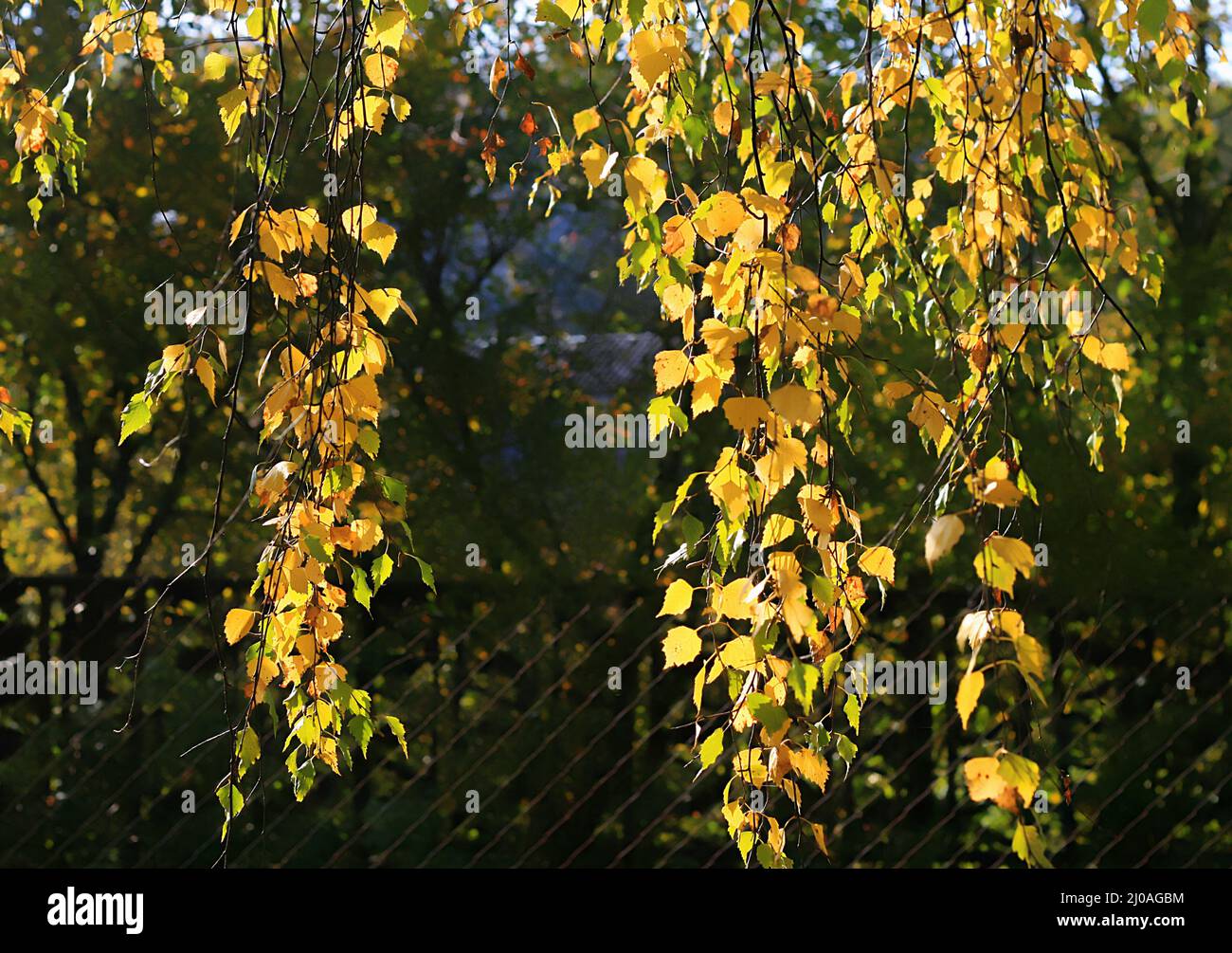Zweig der Herbstbirke Stockfoto