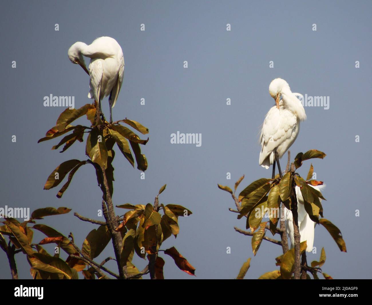 reiher auf einem Ast sitzend Stockfoto