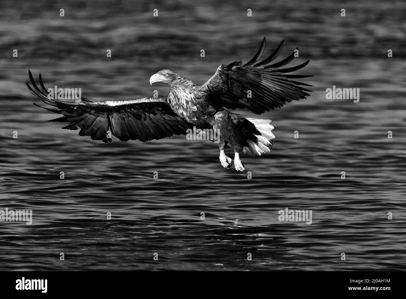 Sea Eagle Stockfoto