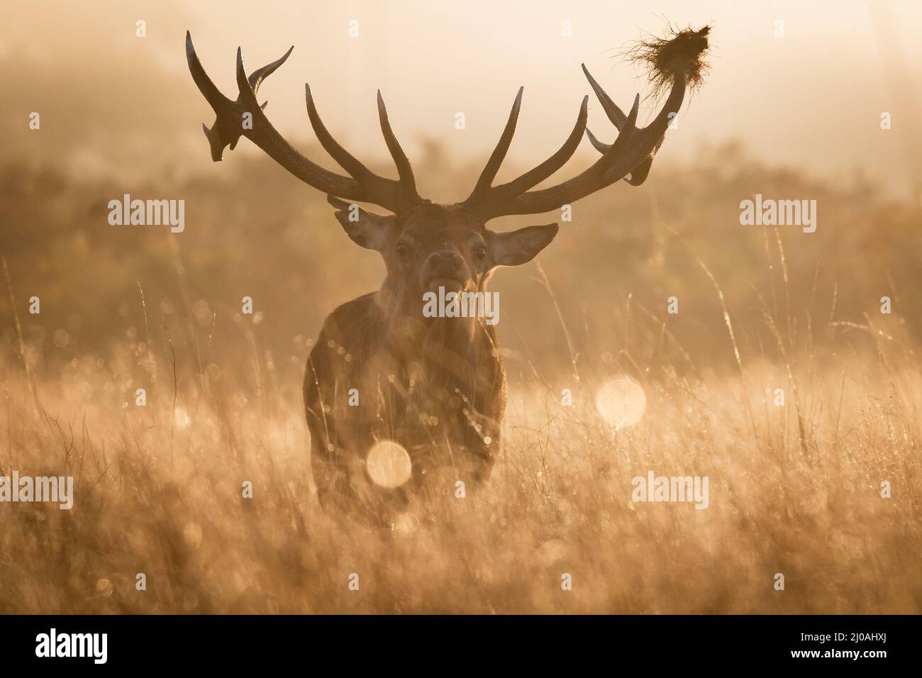 Rothirsch (Cervus elaphus) blickt stolz durch die grasbewachsene Parklandschaft im Bushy Park in London Stockfoto