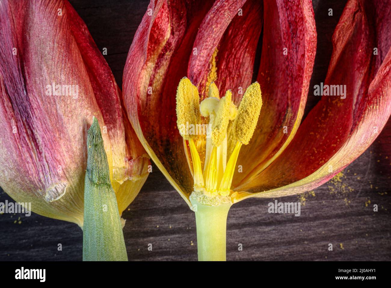 Nahaufnahme von Staubgefäßen mit Pollen und Pistill einer verwelkten Tulpe. Stockfoto