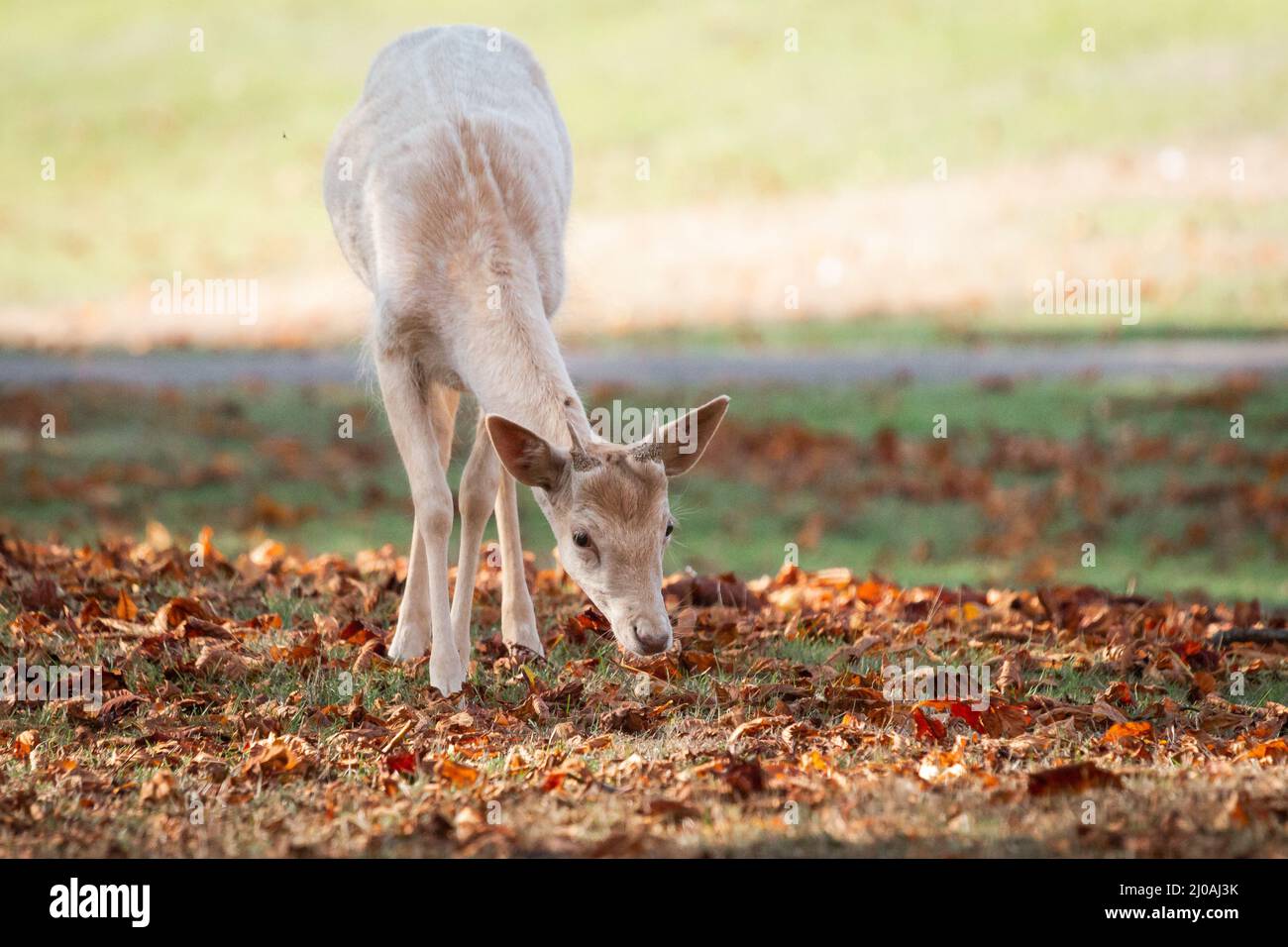 Ein junger Damhirsch (Dama dama) ernährt sich im Gras der Parklandschaft des Buschy Park in London unter den gefallenen Herbstblättern Stockfoto