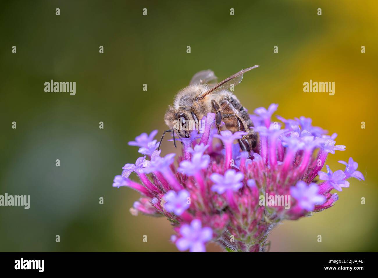 Biene - APIs mellifera - bestäubt eine Blüte der Purptop vervain - Verbena bonariensis Stockfoto