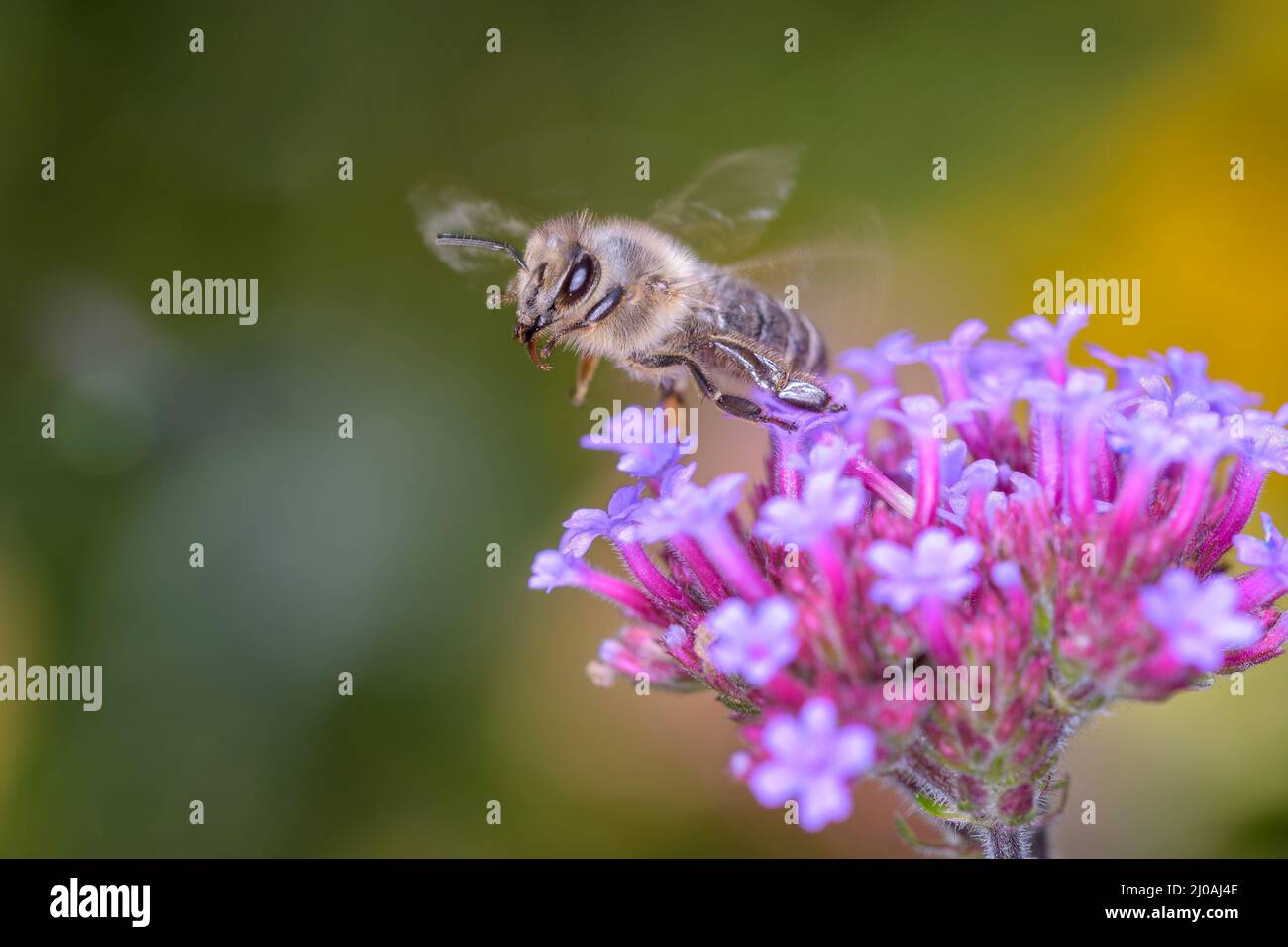 Biene - APIs mellifera - bestäubt eine Blüte der Purptop vervain - Verbena bonariensis Stockfoto