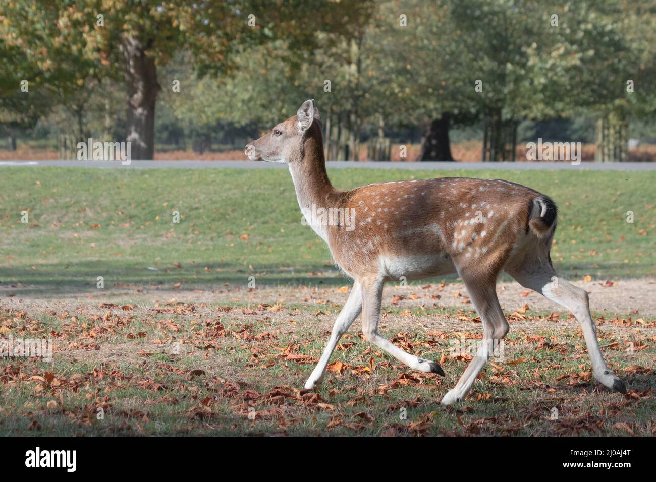 Der Damhirsch (Dama dama) trabt durch die mit Grasblättern bedeckte Parklandschaft des Buschy Park in London Stockfoto