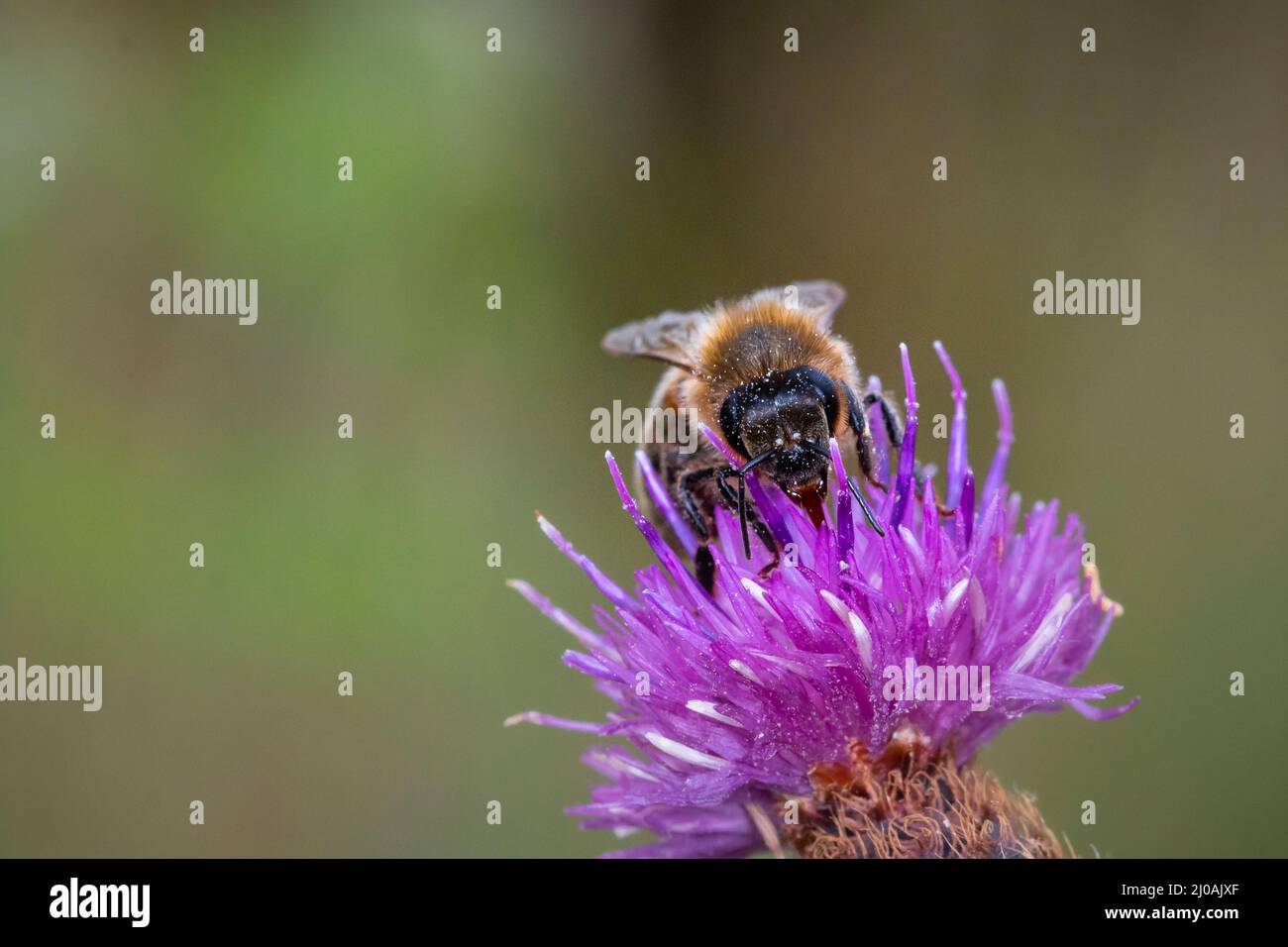 Kopf auf Schuss einer Honigbiene (APIs melifera), die sich im Gras der Wiese bei Thompson Common ernährt Stockfoto