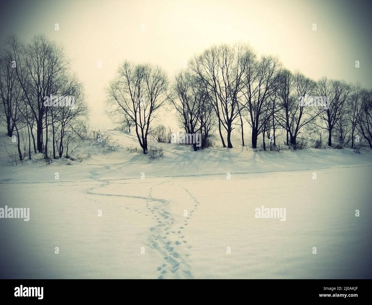 Winterlandschaft mit Bäumen und Spuren auf Schnee Stockfoto