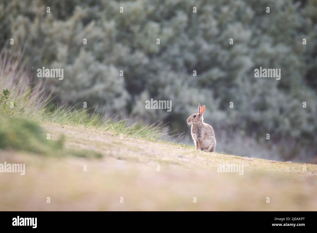 Ein Kaninchen (Oryctolagus cuniculus) in der Nähe der Dünen von Winterton wacht über das Gebiet im Grasland um seinen Bau Stockfoto