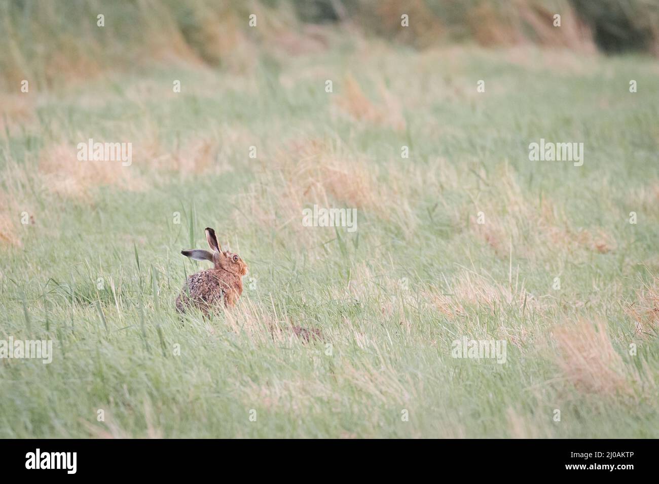 Als die Sonne untergeht, wacht ein Hase über das Grasland auf dem Feld in der Nähe von Winterton in Norfolk Stockfoto