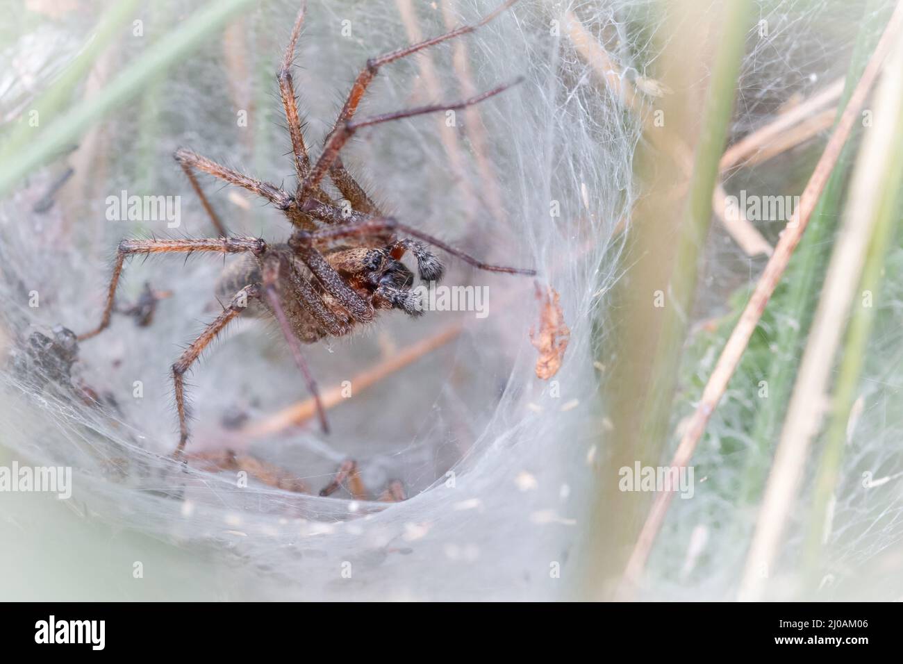 Eine männliche Labyrinthspinne (Agelena labyrinthica) wartet im Trichter ihres Netzes auf Beute, die in den Büschen von Thompson Common, Norfolk, vorbeikommt Stockfoto