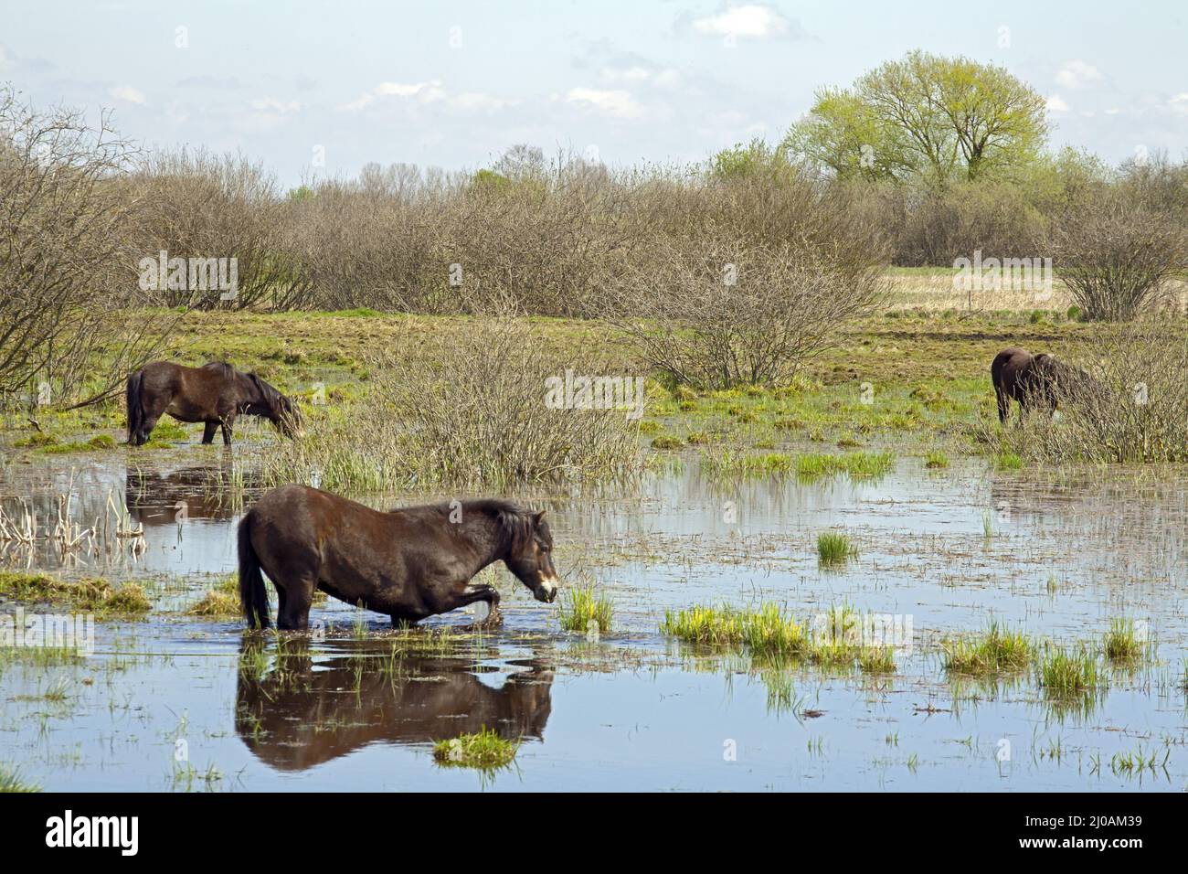 Ökologische Beweidung mit Exmoor Ponys, Bayern, Deutschland Stockfoto